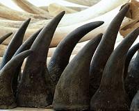 S.Africa won't seek to legalise rhino horn trade: govt