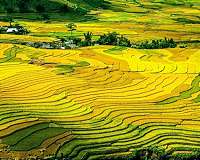 Genome editing strategy could give rice, other crops nutritional boost