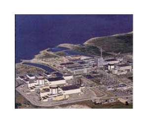 Jellyfish 'invasion' causes Swedish nuclear reactor shutdown