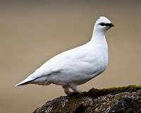 Arctic bird turns down immune system to conserve energy in winter