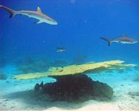 Study says marine protected areas can benefit large sharks