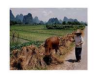 Farming for natural profits in China