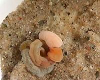 Our closest wormy cousins