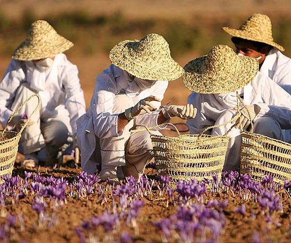 Climate change ravages Kashmir's 'red gold' saffron crop