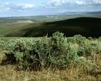 Higher Carbon Dioxide Lack Of Nitrogen Limit Plant Growth