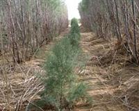 Israel to use crop, water technology to win friends in Africa