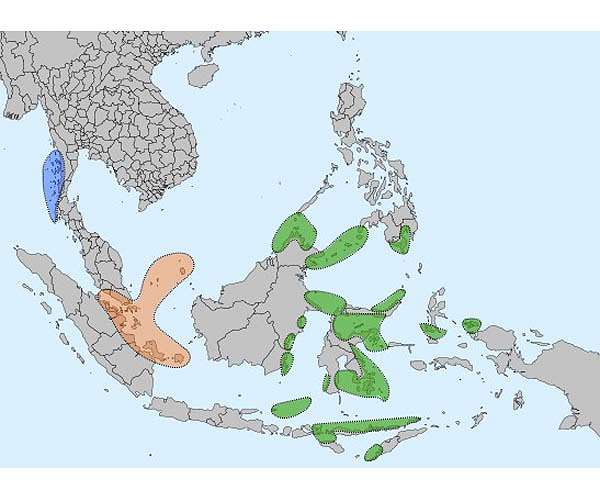 Pandemic respite for Thai 'sea gypsies' threatened by mass tourism