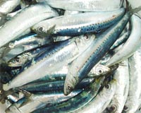 Aquaculture Developments See Continuing Steady Growth