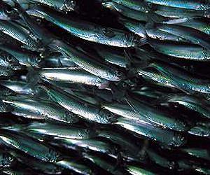 EU slaps ban on Faroe Islands herring, mackerel imports