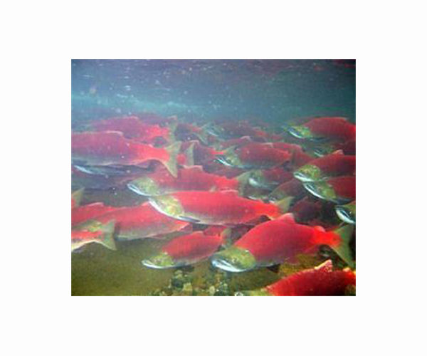 Drought-hit California scales up plan to truck salmon to ocean