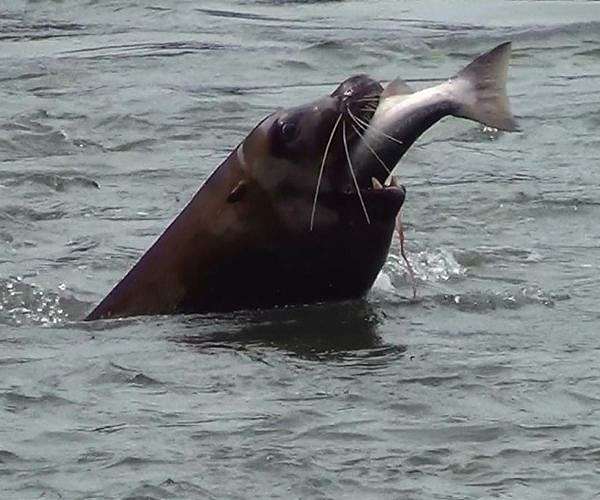 Drought scuppers salmon fishing season in California