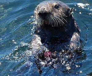Animal diseases increasingly plague the oceans