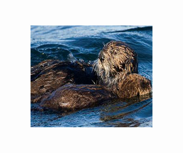 Without otters, Alaskan reefs more vulnerable to urchins