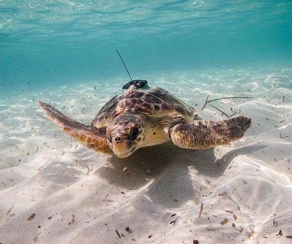 Sharks, turtles, disease on agenda of wildlife trade summit