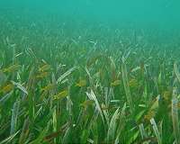 Underwater 'zombie grass' signals trouble for Florida fishermen