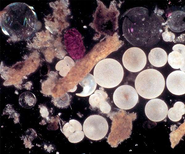 Ancient warming fueled massive marine dead zones in North Pacific