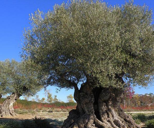 Jordan's mission to save its ancient olive trees