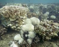 Bleaching hits world's southernmost coral reef: scientists