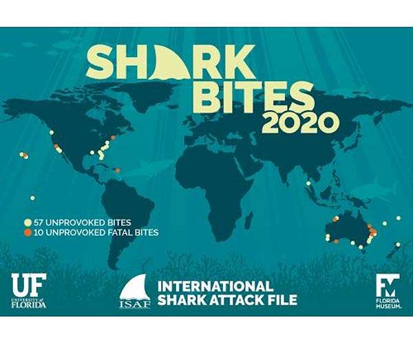 After three years of declines, shark bites are again on the rise