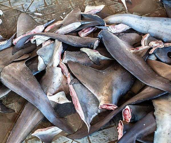 Peru seizes 1.3 tons of shark fins; S.Africa police arrest 3 for abalone poaching