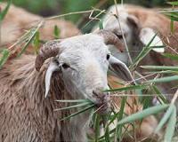 New peer-reviewed study rewrites genetic history of sheep