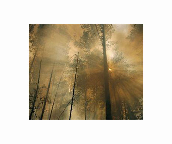 Wildfires offset impact Arctic forests have on offsetting carbon emissions