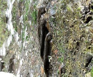 Waterfall-climbing fish use same mechanism to climb waterfalls and eat algae