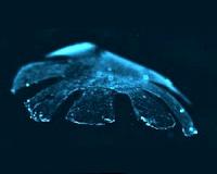 Invasion of glowing tropical jellyfish baffles U.S. scientists