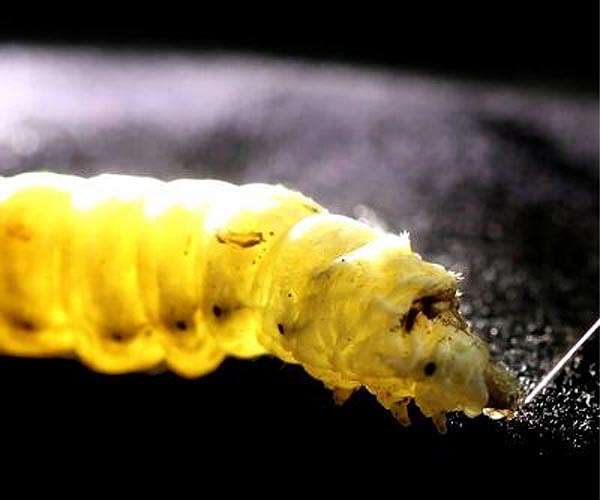 In south China, silkworm farmers reel from deadly floods
