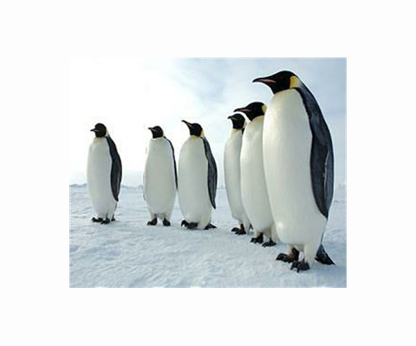 Study: Climate change accelerates emperor penguin extinction risk