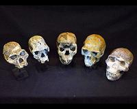 Ancient infant skull yields insights into human-ape lineage