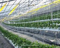 Sensor-based irrigation systems show potential to increase greenhouse profitability
