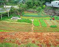 New pathways for sustainable agriculture