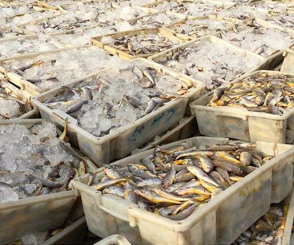 Scientists turn fish parts into environmentally friendly plastic
