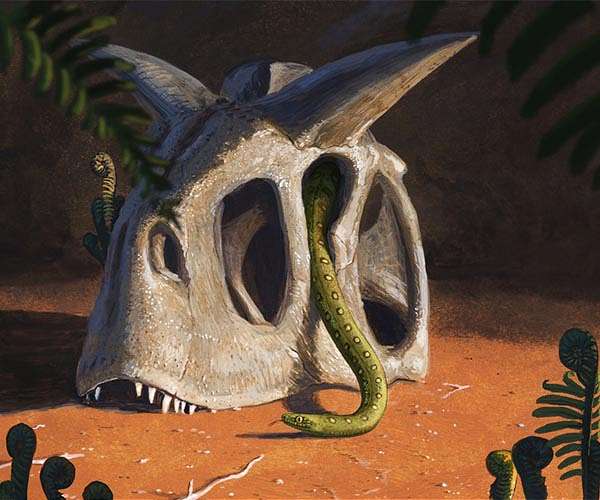 Modern snakes evolved from a few survivors of dino-killing asteroid