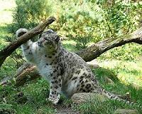 Leopards spotted in Pakistan capital's park as virus clears way