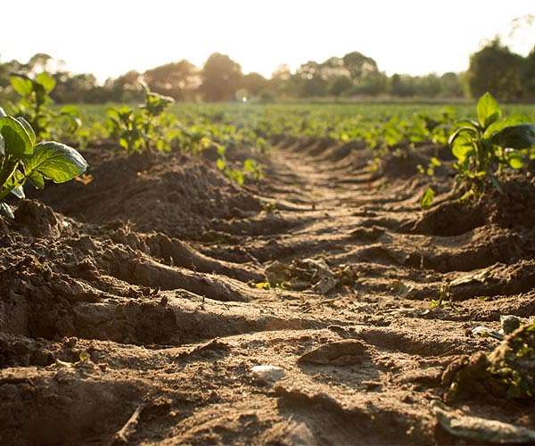 Italy's Apulia region prohibits farm work in hottest sun