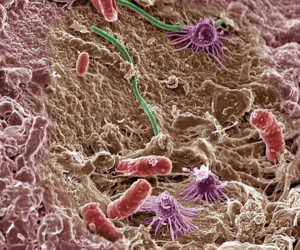 As birds migrate, the microbes in their gut evolve