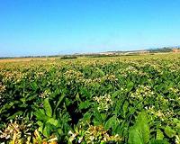 For biofuels and climate, location matters