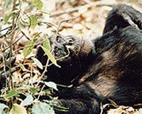 Chimpanzees Endangered In Their Last Stronghold