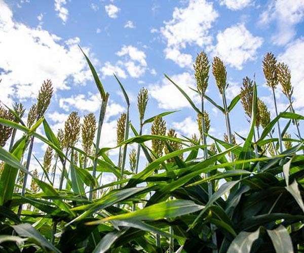 Energy sorghum may combine best of annual, perennial bioenergy crops