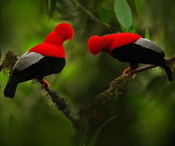 How geology and climate shape biodiversity