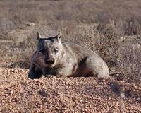 Radar reveals the hidden secrets of wombat warrens