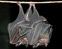 Scientists decipher meaning in bat calls
