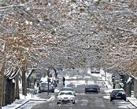Trees clean air, save 850 lives a year