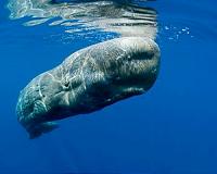 Tracking sperm whales' ecology through stomach contents