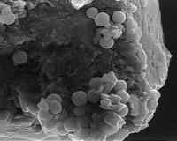 Stanford scientists use DNA to investigate cleaner energy sources