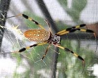 Glue of orb-weaver spider in Japan uses moths' defenses against them