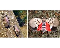 Why do animals hide their warning signals? A paradox explained