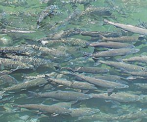 Warming streams could be the end for salmon